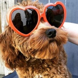 Oversized Dozen Pack Heart Sunglasses Party Favor Supplies Holiday Accessories Collection - Adult Orange - CE18G7474NU $20.06